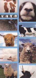 Postcards back