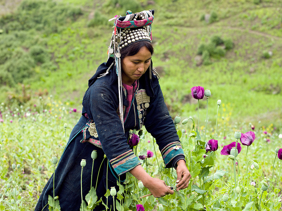 Lao PDR - Rural life - An Akha Nuquie subsistence farmer scores opium poppies in an upland field