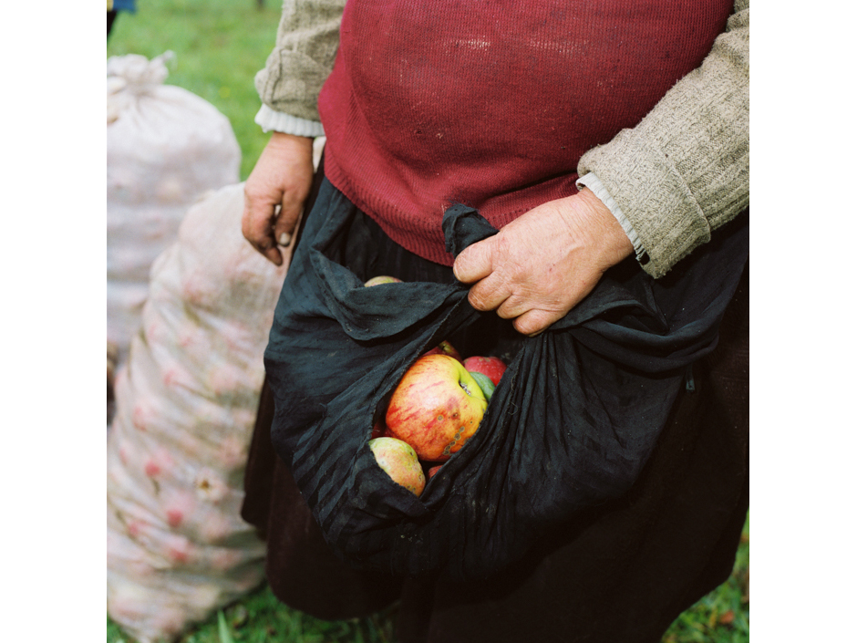 Romania - Carpathian mountains - A peasant farmer collects apples from her orchard for distilling into horinca in Maramures