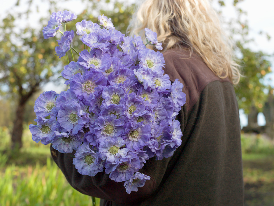 Scabious, Rowes at Priory Gardens, Cleveland from the series FarmerFlorist