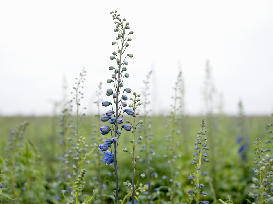 Delphiniums, Naylor Flowers, Lincolnshire from the series FarmerFlorist
